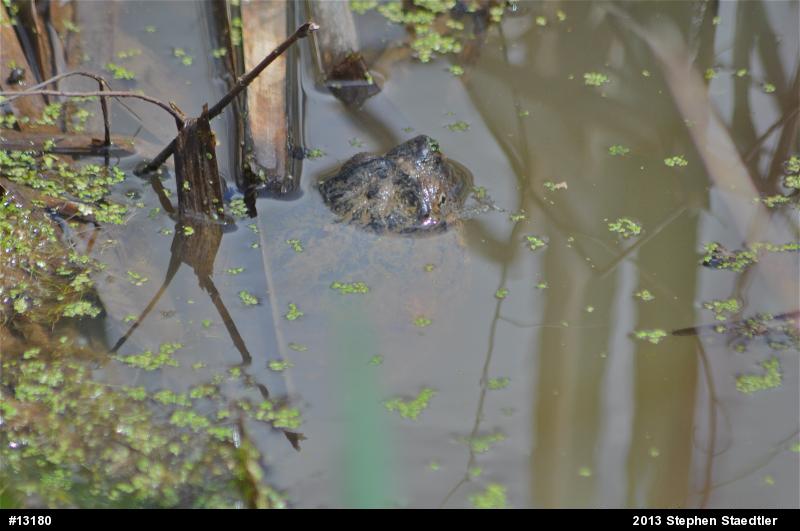 Snapping Turtle