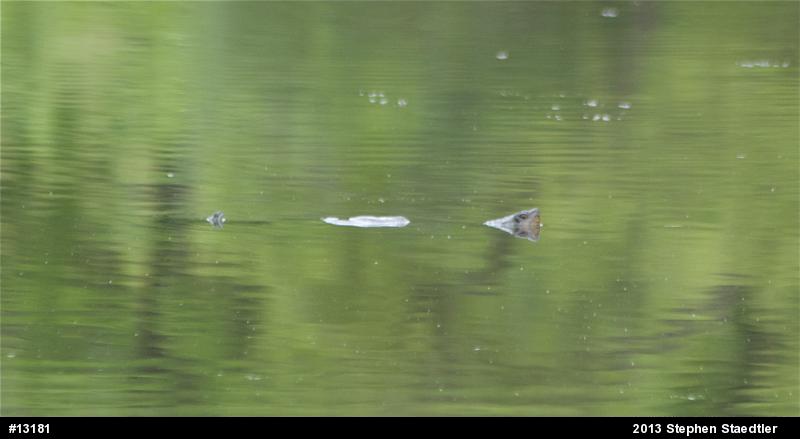 Snapping Turtle