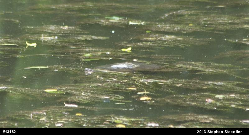 Snapping Turtle