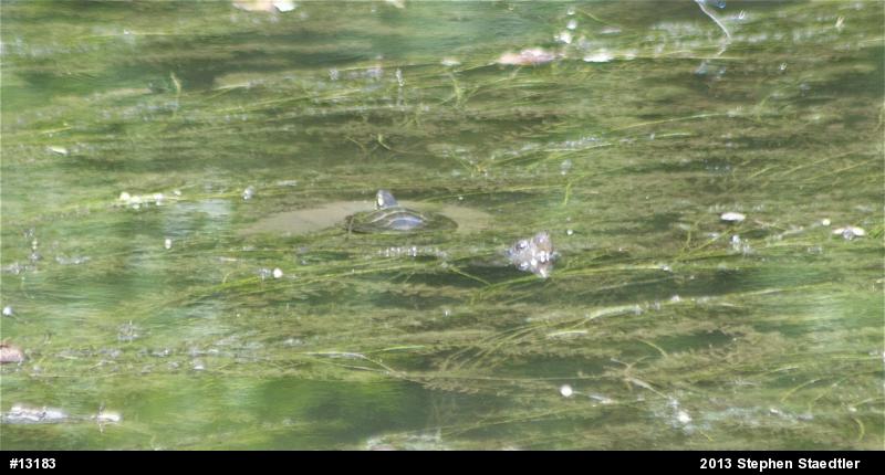 Snapping Turtle