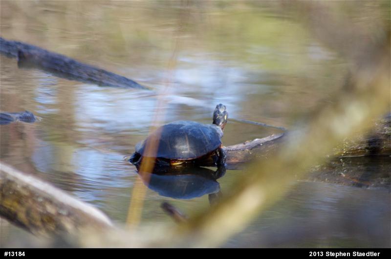 Eastern Painted Turtle
