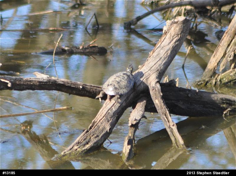 Eastern Painted Turtle