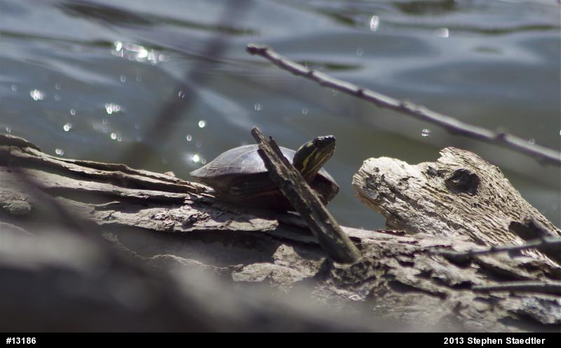 Eastern Painted Turtle