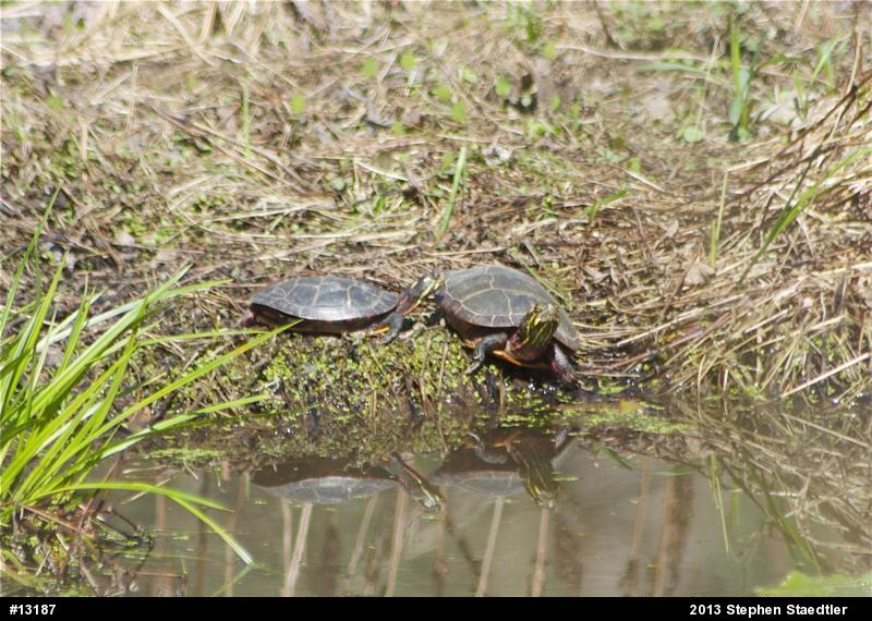 Eastern Painted Turtle