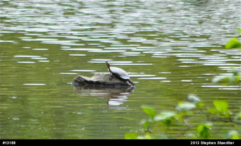 Eastern Painted Turtle