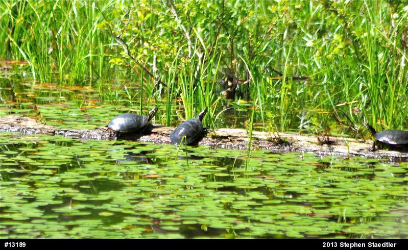 Eastern Painted Turtle