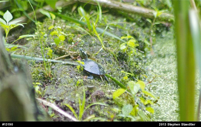 Eastern Painted Turtle