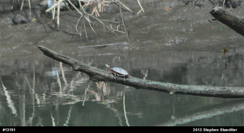 Eastern Painted Turtle