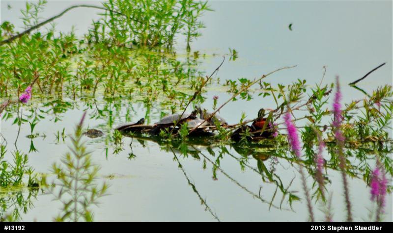 Eastern Painted Turtle