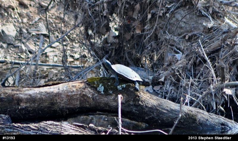 Northern Map Turtle