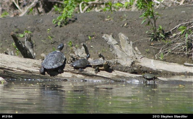 Northern Map Turtle