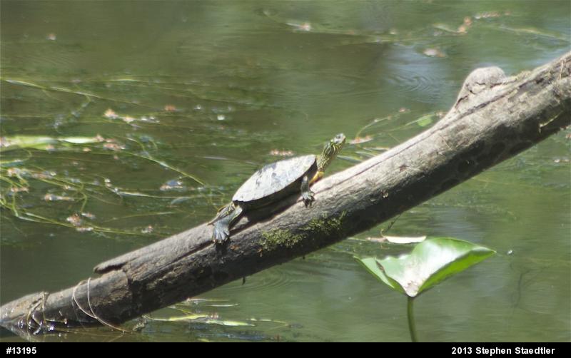 Northern Map Turtle