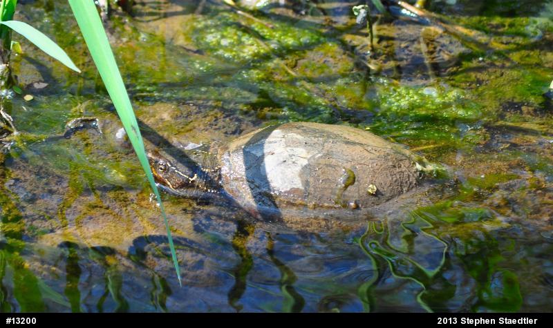 Eastern Musk Turtle