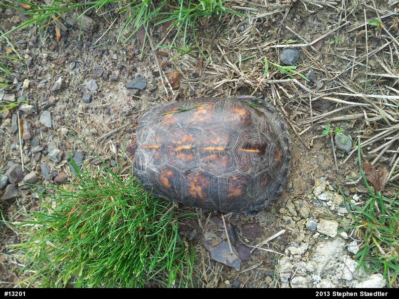 Eastern Box Turtle