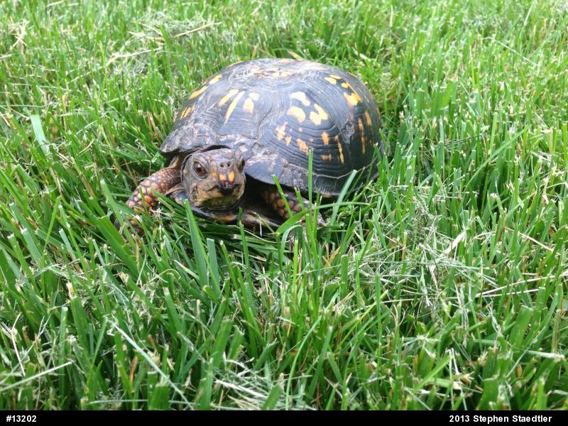 Eastern Box Turtle