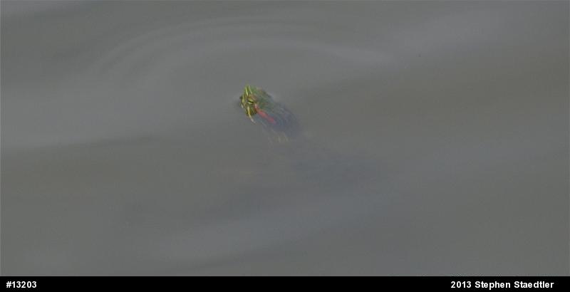 Red-eared Slider