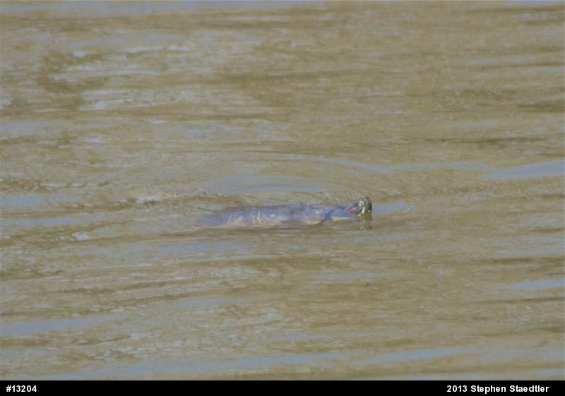Red-eared Slider