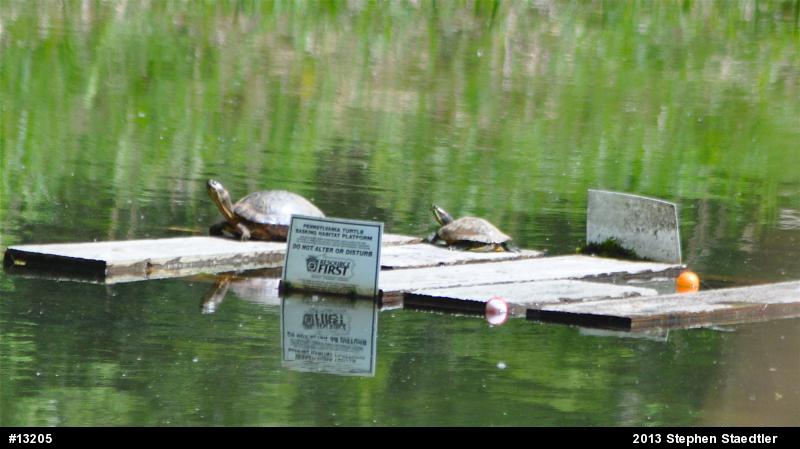 Red-eared Slider