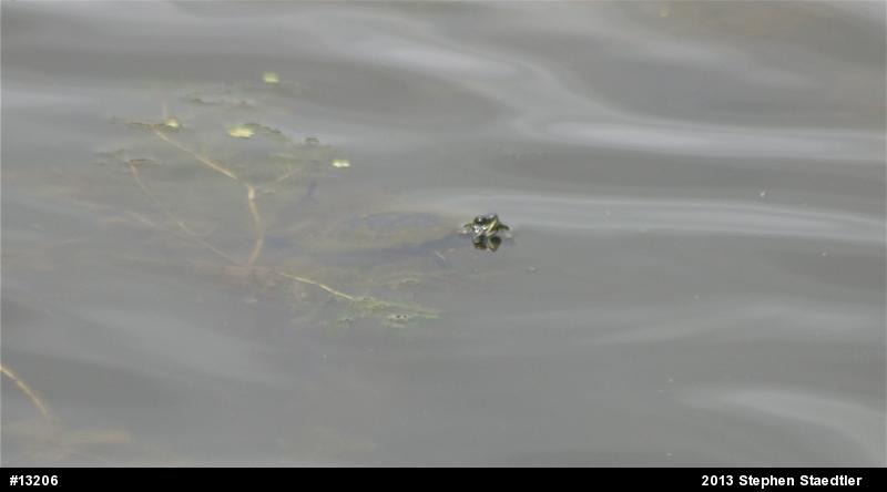 Red-eared Slider