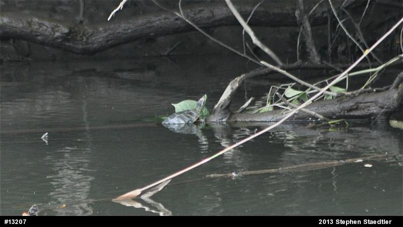 Red-eared Slider