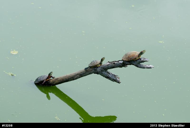 Red-eared Slider
