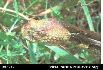 Timber Rattlesnake