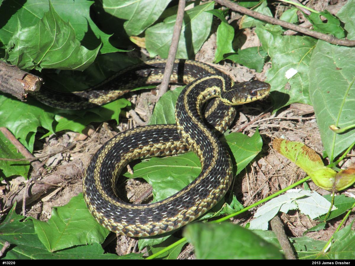 Eastern Gartersnake