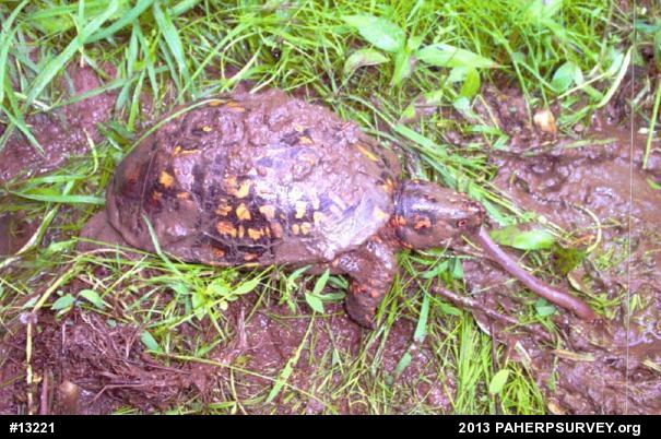 Eastern Box Turtle