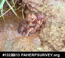 Eastern American Toad
