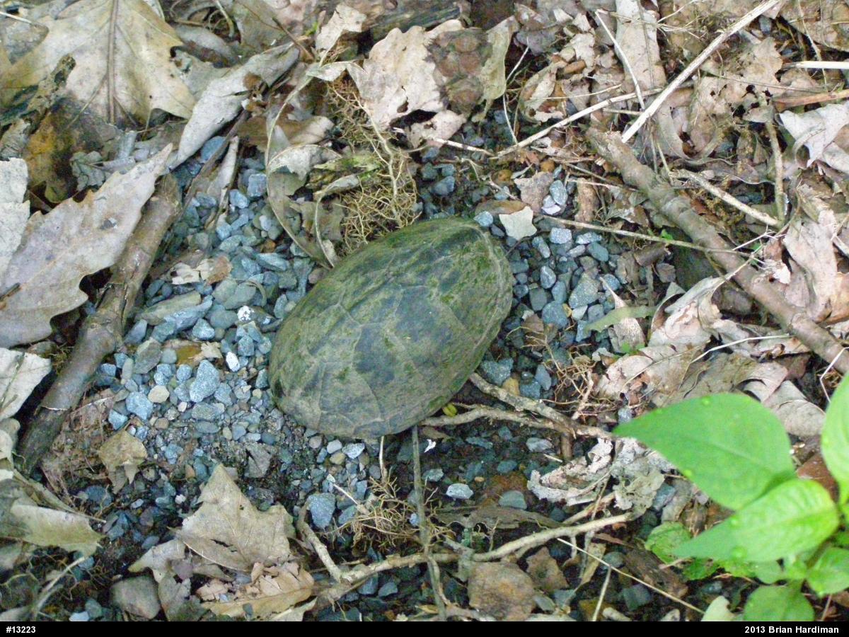 Eastern Musk Turtle