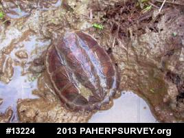 Snapping Turtle