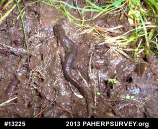 Northern Dusky Salamander