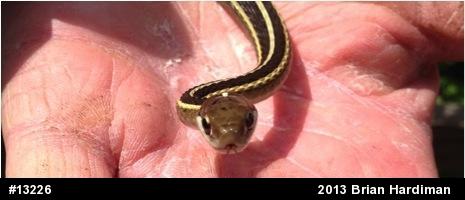 Common Ribbonsnake