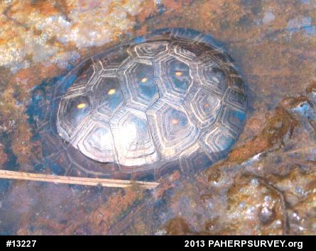 Spotted Turtle