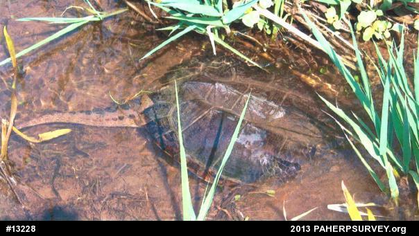 Snapping Turtle
