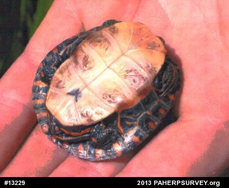 Painted Turtle