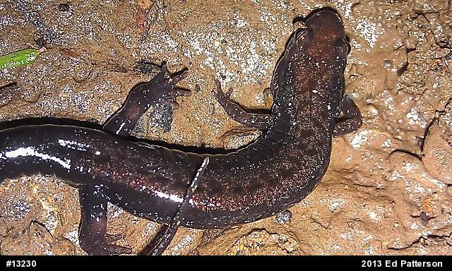 Allegheny Mountain Dusky Salamander
