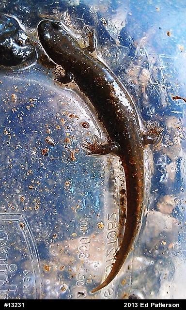 Northern Dusky Salamander