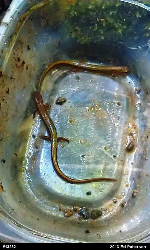 Northern Two-lined Salamander