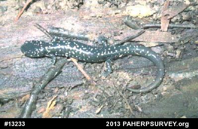Northern Slimy Salamander