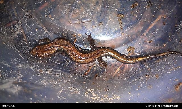 Allegheny Mountain Dusky Salamander