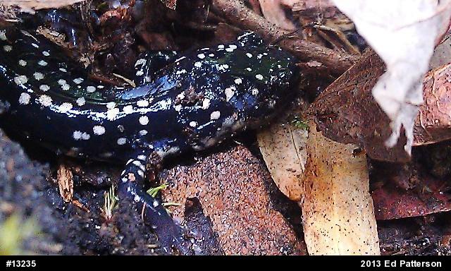 Northern Slimy Salamander