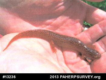 Northern Red Salamander