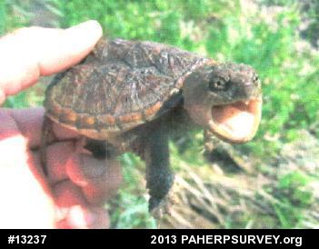Snapping Turtle