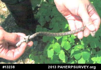 Northern Watersnake