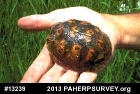 Eastern Box Turtle