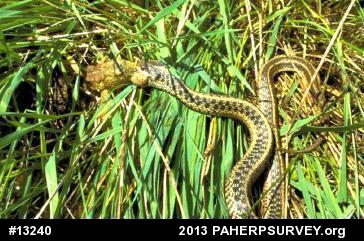 Eastern Gartersnake
