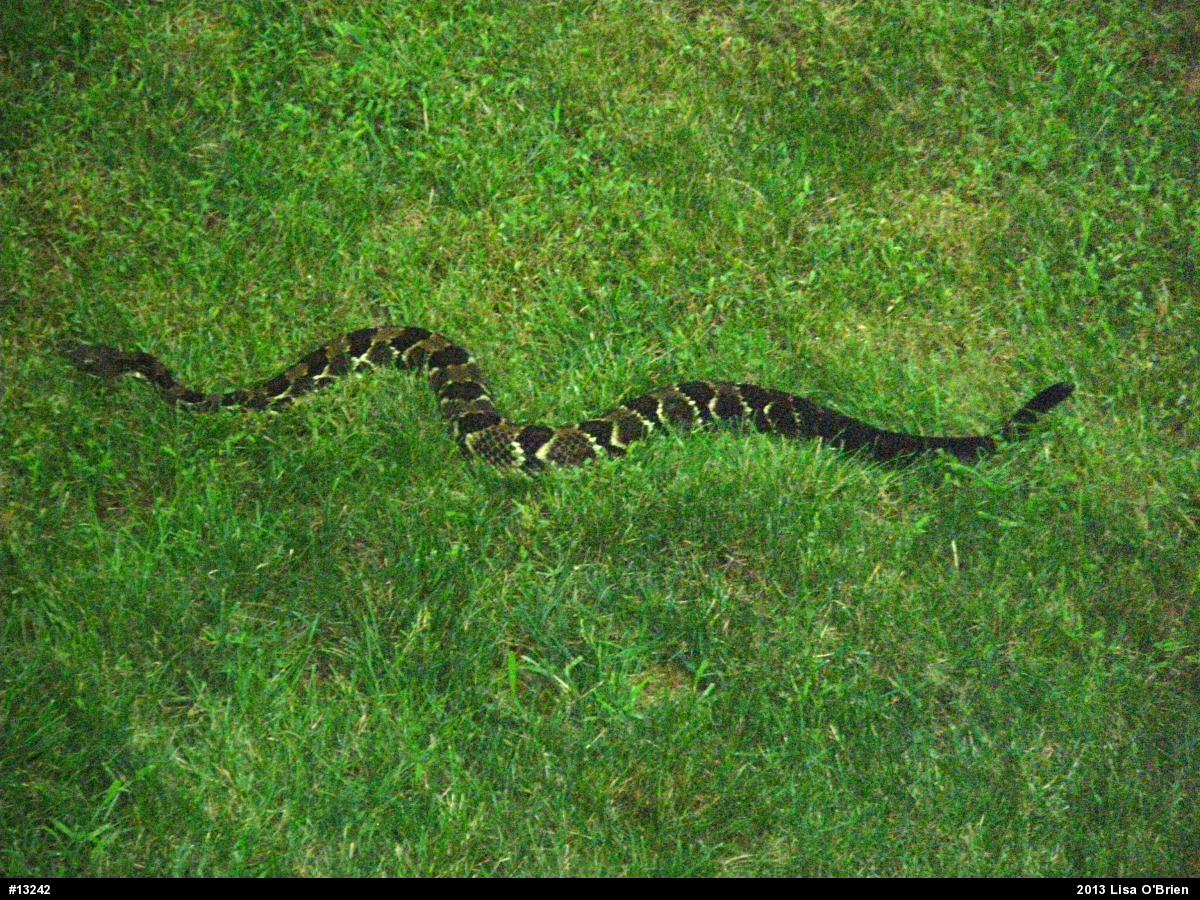 Timber Rattlesnake