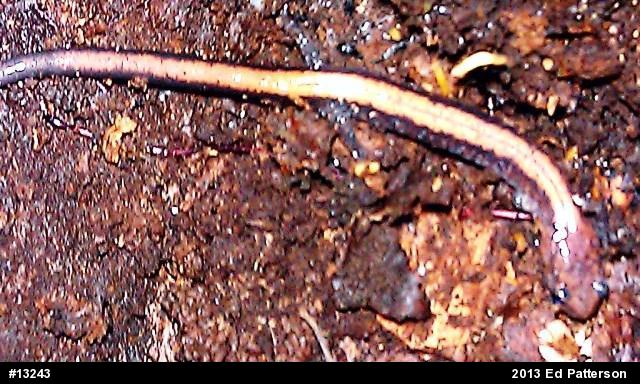 Eastern Red-backed  Salamander