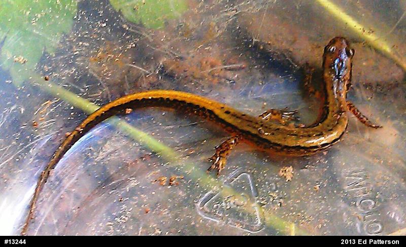 Northern Two-lined Salamander